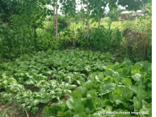 Improving Access to Income and Stability through Conservation Agriculture