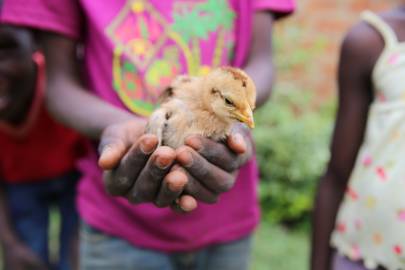 Young hands hold a small chicken.