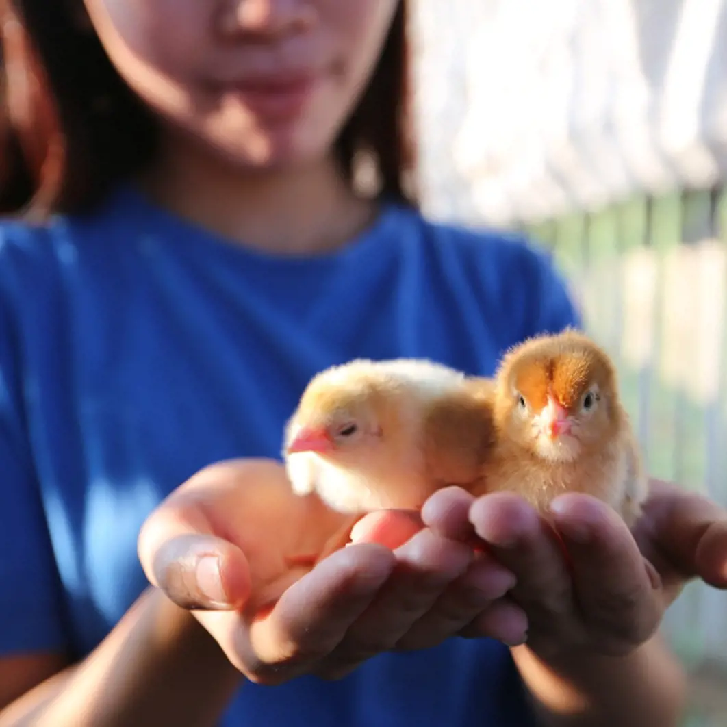 Chicken