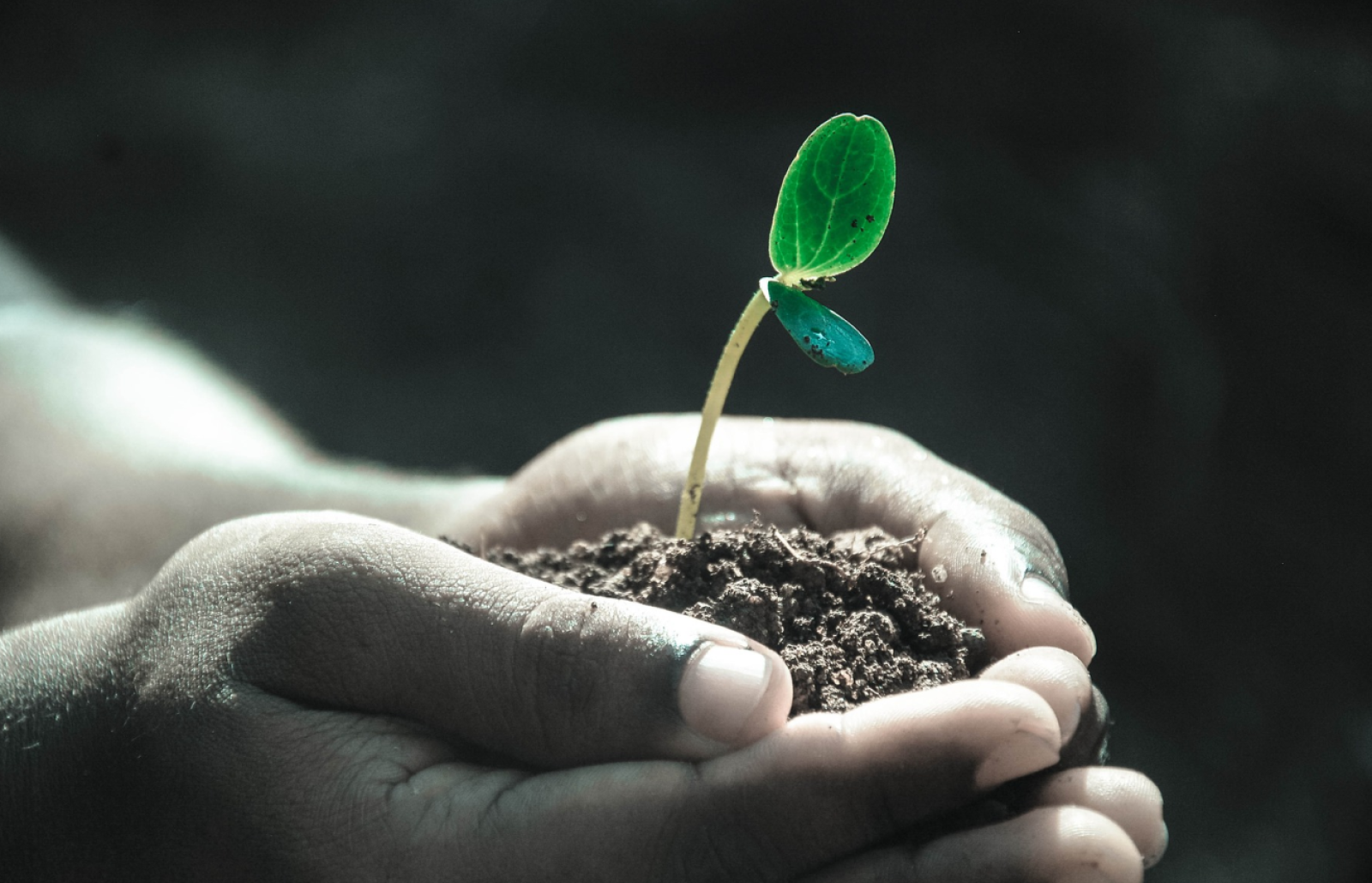 Closeup of hands holding a small plant in soil.