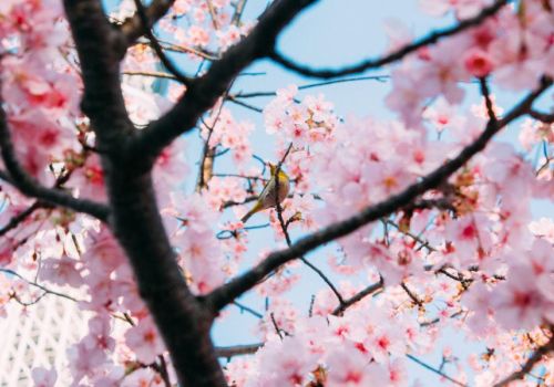 Peace in the pandemic