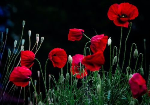 Fighting Macs stand tall in theatres of war