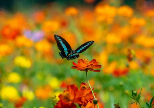 A reflection on love