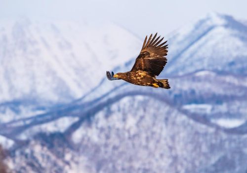 The narrow path to wellness