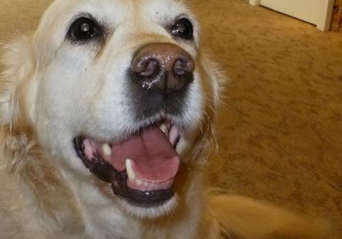 Dotti the dog brings joy to aged care residents