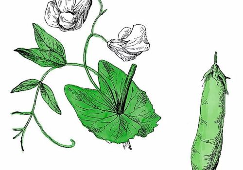 Laying the groundwork