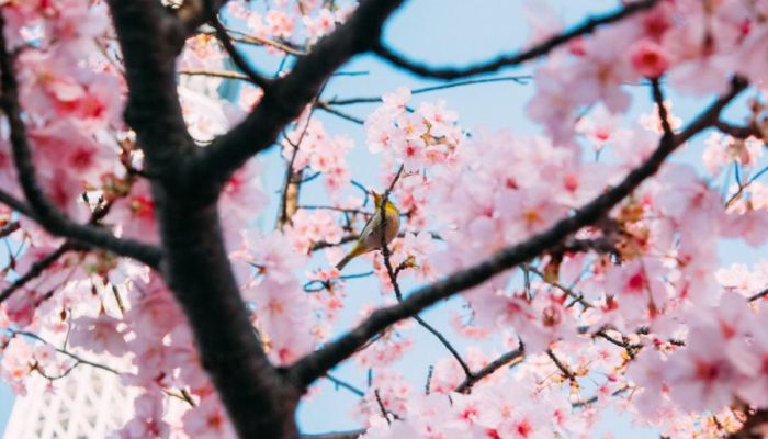 Peace in the pandemic