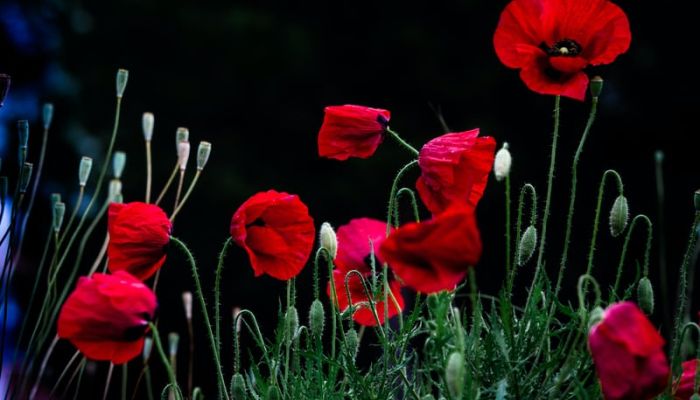 Remembering the unknown fallen