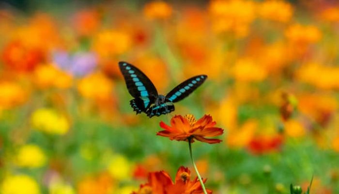 A reflection on love