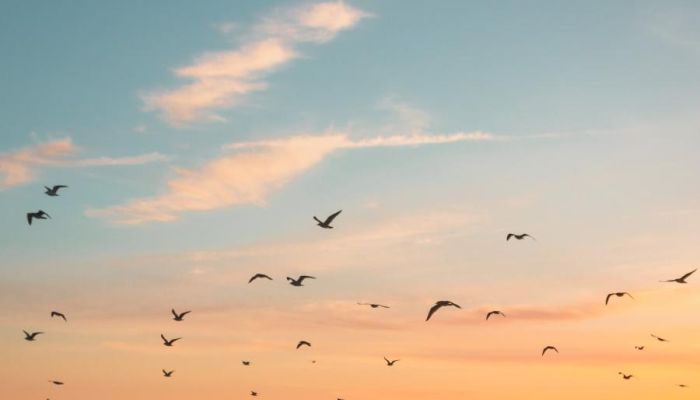 Salvos continue work to help end modern slavery