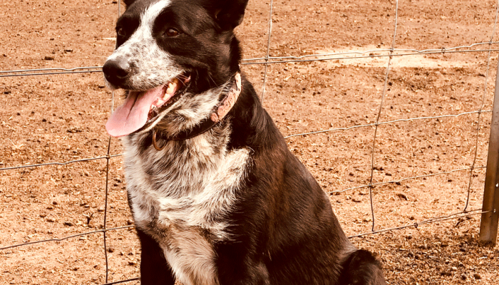 The Corryong wonder dog