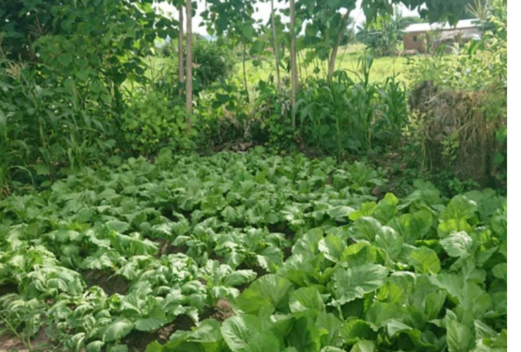 Improving Access to Income and Stability through Conservation Agriculture