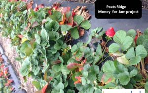 Money for Jam Project!