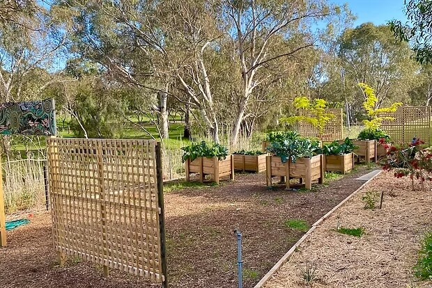 Raised garden beds with leafy greens in a fenced area surrounded by trees and mulch paths.