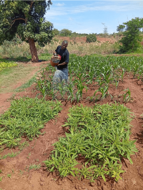 Picture of Flolotia captured while watering his crops using a watering cane in his irrigation farm in GVH sitima in Salima District