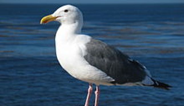 Scared seagull
