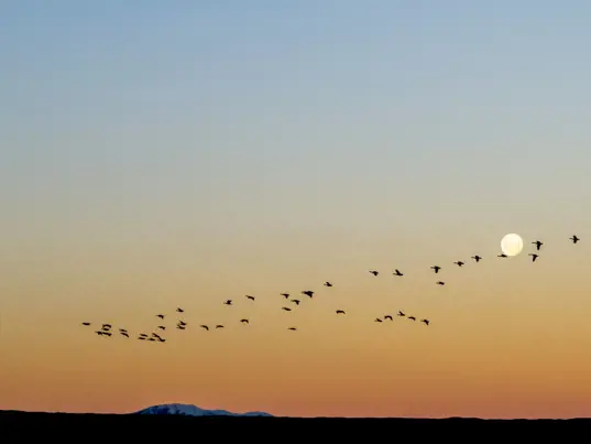 A flock of birds flies in a V formation.
