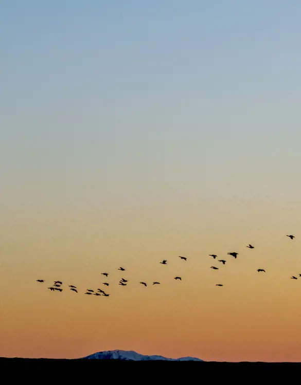 A flock of birds flies in a V formation.