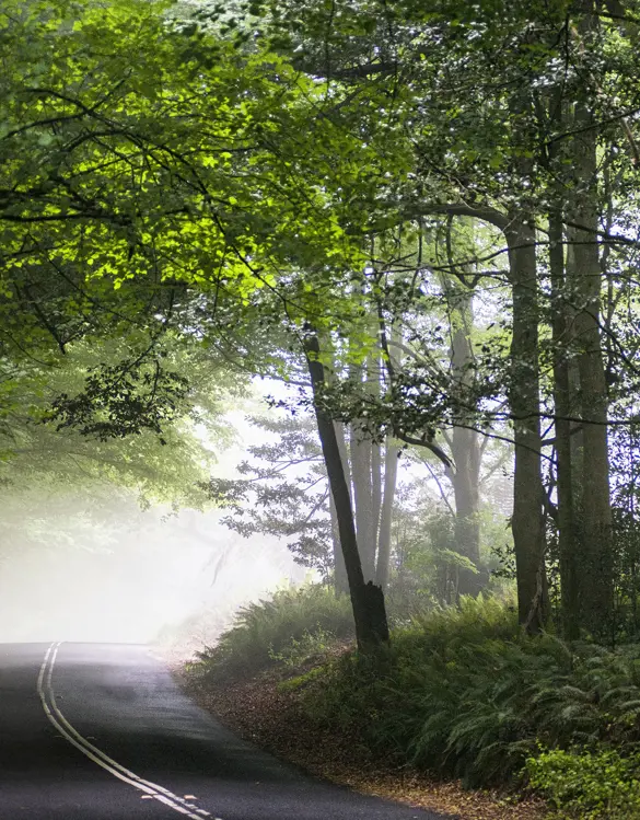 Path into the woods