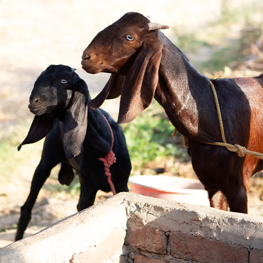 Heads and floppy ears of two dark brown goats