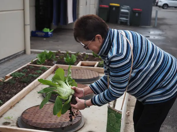Community garden